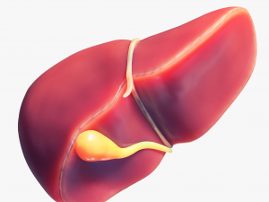 Human Liver Low-poly 3D Model