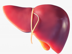 Human Liver Low-poly 3D Model