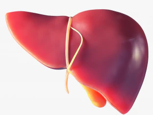 Human Liver Low-poly 3D Model