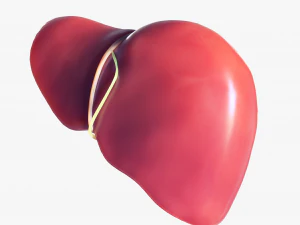 Human Liver Low-poly 3D Model