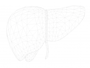 Human Liver Low-poly 3D Model