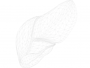 Human Liver Low-poly 3D Model