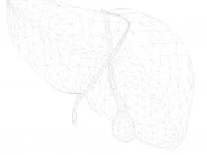 Human Liver Low-poly 3D Model