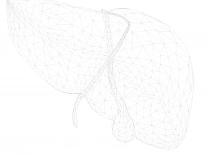 Human Liver Low-poly 3D Model