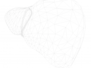 Human Liver Low-poly 3D Model