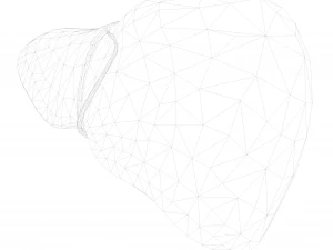 Human Liver Low-poly 3D Model
