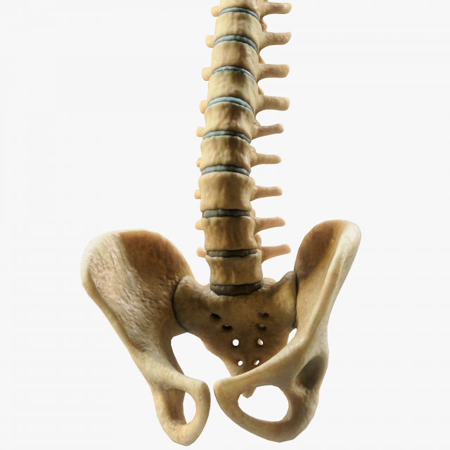 Spine Anatomy 3D Model .c4d .max .obj .3ds .fbx .lwo .lw .lws