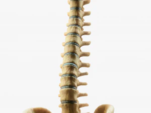 Spine Anatomy 3D Model