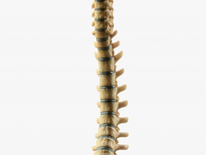 Spine Anatomy Modelo 3D