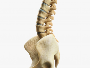 Spine Anatomy Modelo 3D