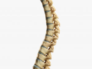 Spine Anatomy Modelo 3D