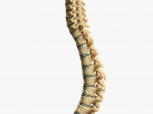 Spine Anatomy Modelo 3D