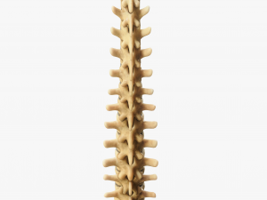 Spine Anatomy Modelo 3D