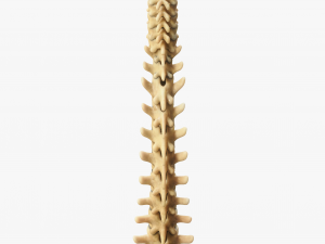 Spine Anatomy Modelo 3D