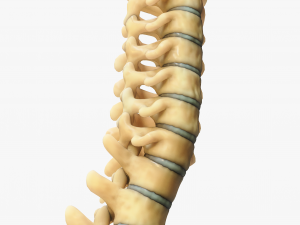 Spine Anatomy Modelo 3D