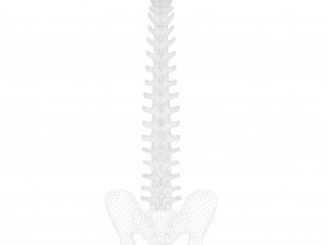 Spine Anatomy Modelo 3D