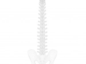 Spine Anatomy 3D Model