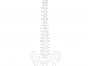 Spine Anatomy Modelo 3D