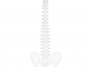 Spine Anatomy 3D Model