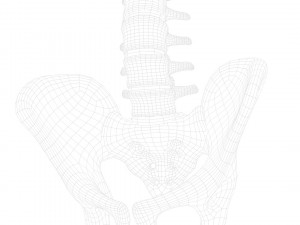 Spine Anatomy Modelo 3D