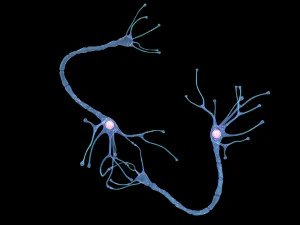 Nerve Cell Anatomy In Details 3D Model