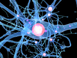 Nerve Cell Anatomy In Details 3D Модель