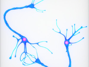 Nerve Cell Anatomy In Details 3D Модель