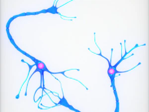 Nerve Cell Anatomy In Details 3D Model