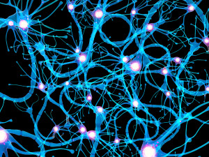 Nerve Cell Anatomy In Details 3D Модель