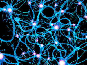 Nerve Cell Anatomy In Details 3D Model