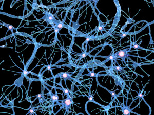 Nerve Cell Anatomy In Details 3D Модель