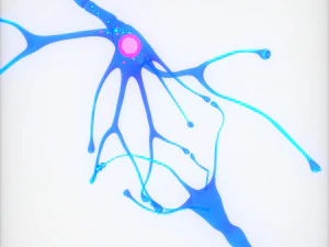 Nerve Cell Anatomy In Details 3D Model