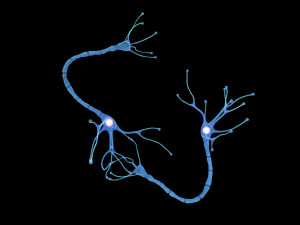 Nerve Cell Anatomy In Details 3D Модель