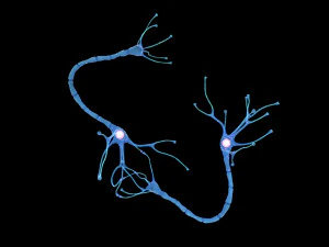 Nerve Cell Anatomy In Details 3D Model