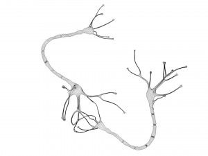 Nerve Cell Anatomy In Details 3D Модель
