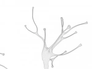 Nerve Cell Anatomy In Details 3D Model