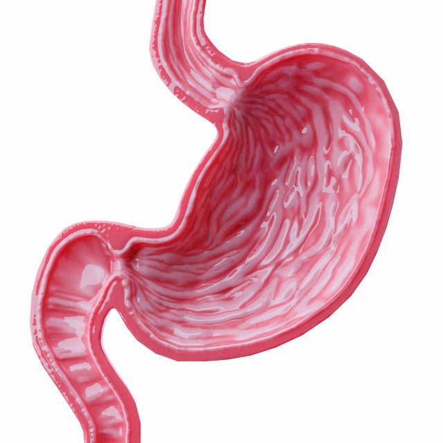 Stomach Cross Sectional Anatomy 3D Model .c4d .max .obj .3ds .fbx .lwo .lw .lws