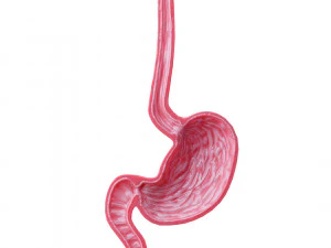Stomach Cross Sectional Anatomy 3D Model