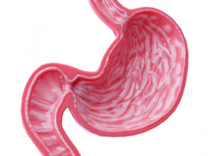Stomach Cross Sectional Anatomy 3D Model