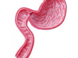 Stomach Cross Sectional Anatomy 3D Модель