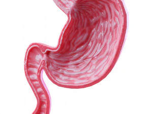 Stomach Cross Sectional Anatomy 3D Model