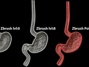 Stomach Cross Sectional Anatomy 3D Модель