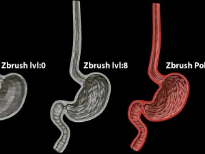Stomach Cross Sectional Anatomy 3D Model