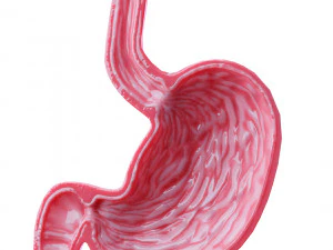 Stomach Cross Sectional Anatomy 3D Model