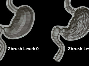 Stomach Cross Sectional Anatomy 3D Модель