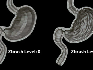 Stomach Cross Sectional Anatomy 3D Model