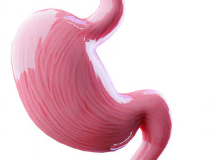Stomach Cross Sectional Anatomy 3D Model