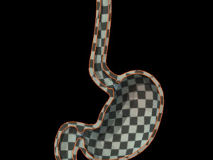 Stomach Cross Sectional Anatomy 3D Модель