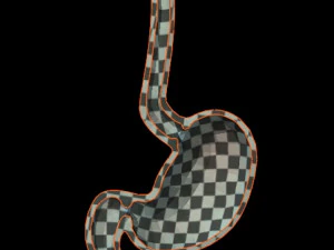 Stomach Cross Sectional Anatomy 3D Model