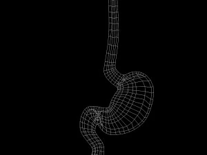 Stomach Cross Sectional Anatomy 3D Model